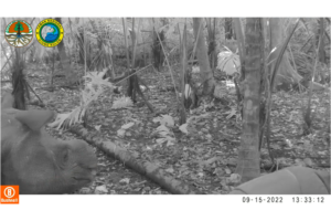 Javan rhino calf, camera trap