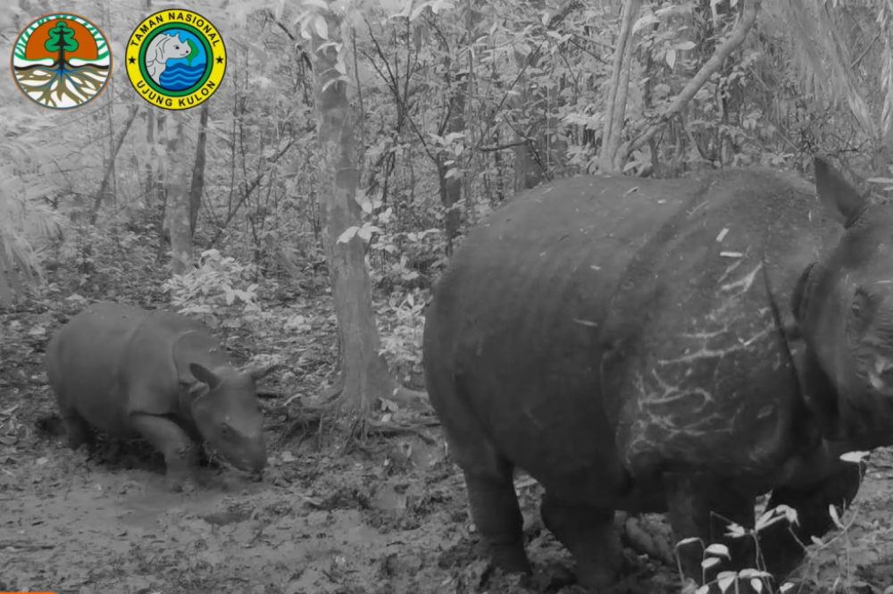2023 Good News: Two more Javan rhinos | News | Save the Rhino