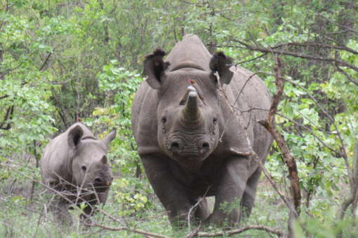 Rhino cow and calf facing camera