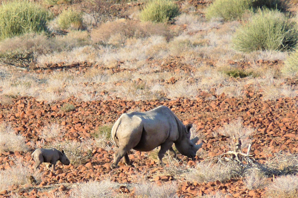 Black rhino walking with calf