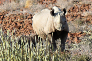 Black rhino facing camera