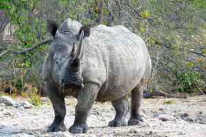 A white rhino facing the camera.