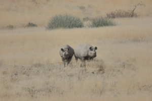 two black rhinos
