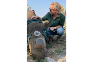 Dr Jo Shaw with a dehorned rhino