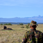 Ranger looking towards a rhino in a field