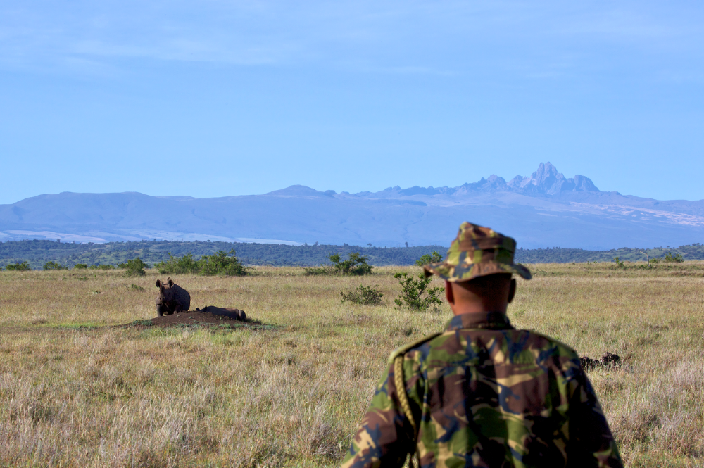 Ranger looking towards a rhino in a field