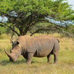 White rhino standing in front of a tree