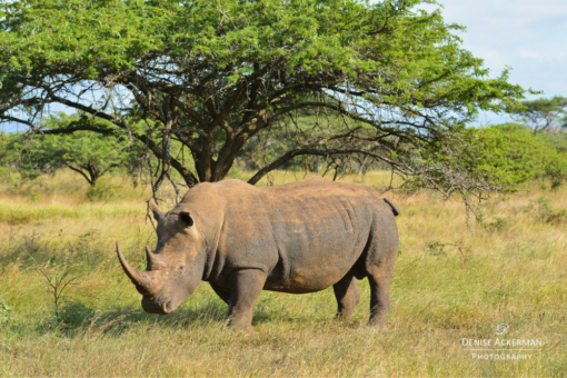 White rhino standing in front of a tree