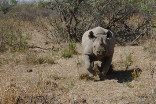 Black rhino charging forward towards the camera.
