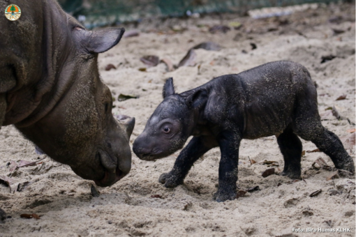 A Sumatran rhino calf walking towards her mother