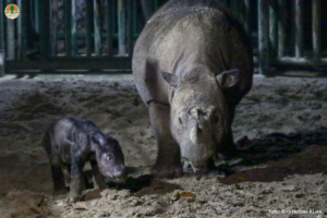 A tiny Sumatran rhino calf next to her mum