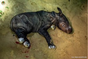A baby Sumatran rhino lying down