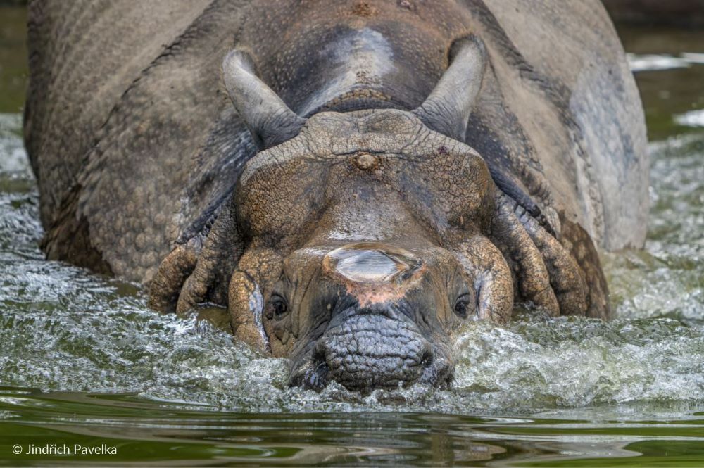 Swimming Greater one horned rhino