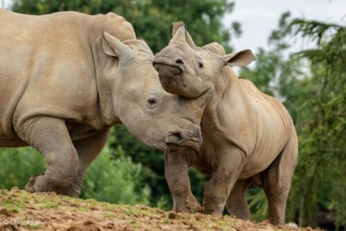 White rhino's interacting