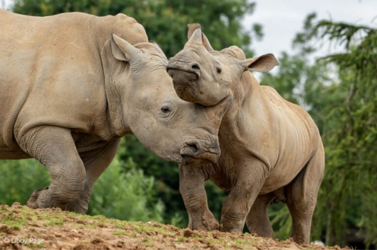 Rhino Calendar 2024 Launch Countdown Day 1 Save The Rhino