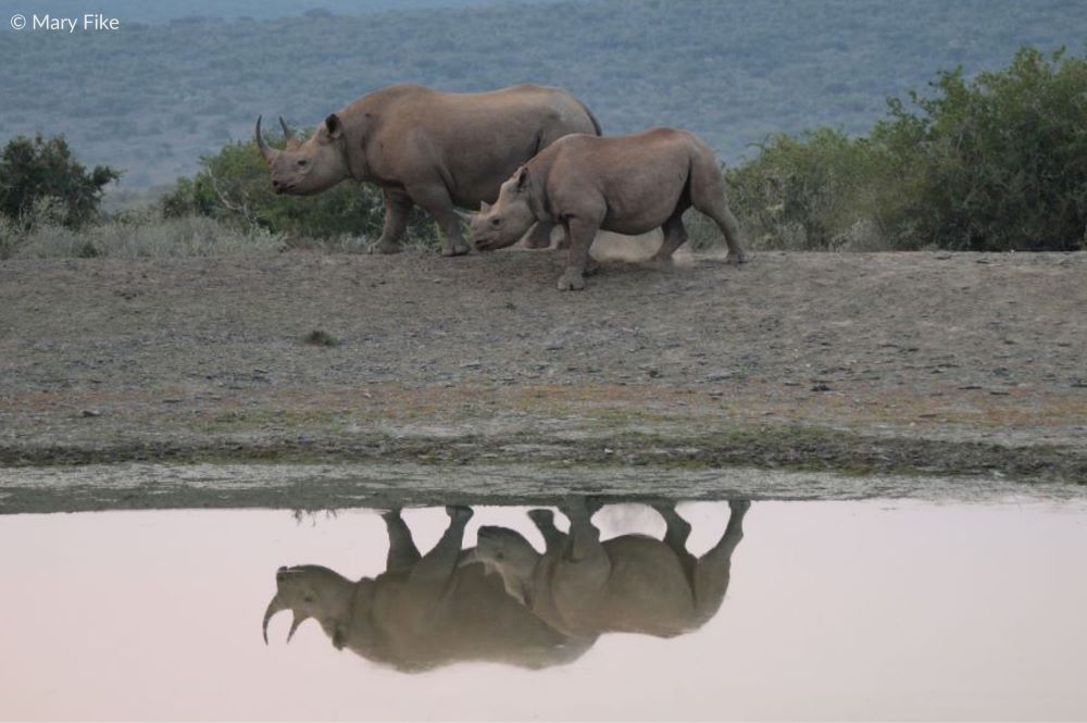 rhino and calf walking by water