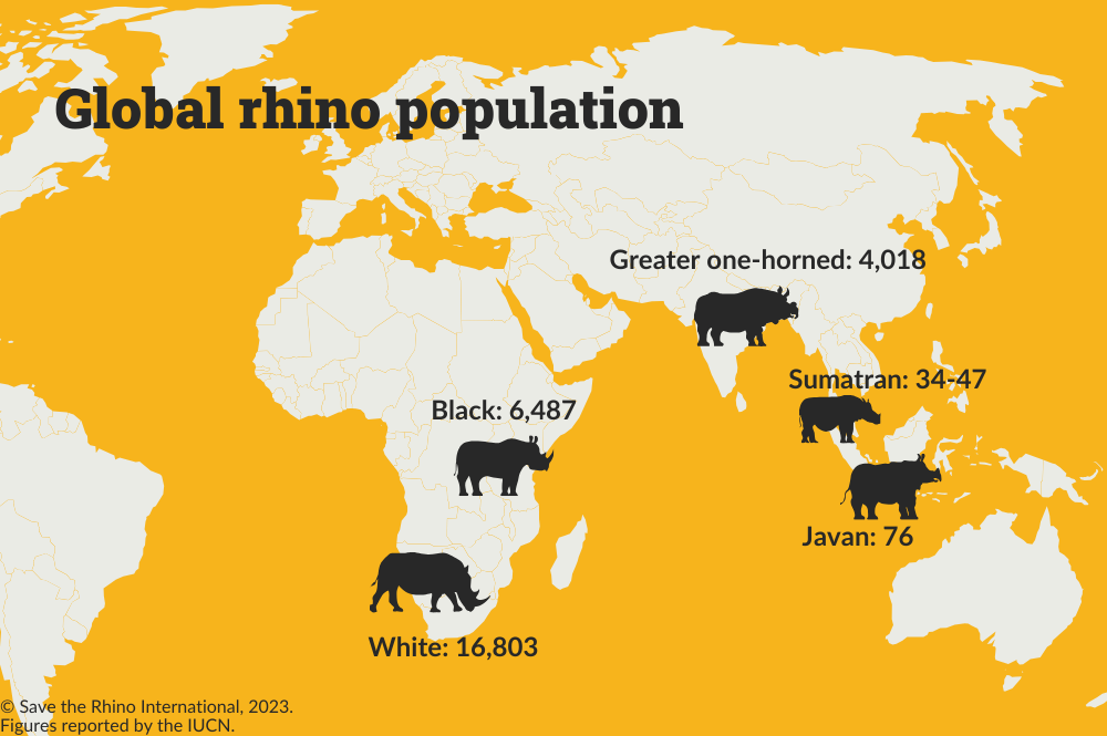 Javan Rhinoceros Population Graph