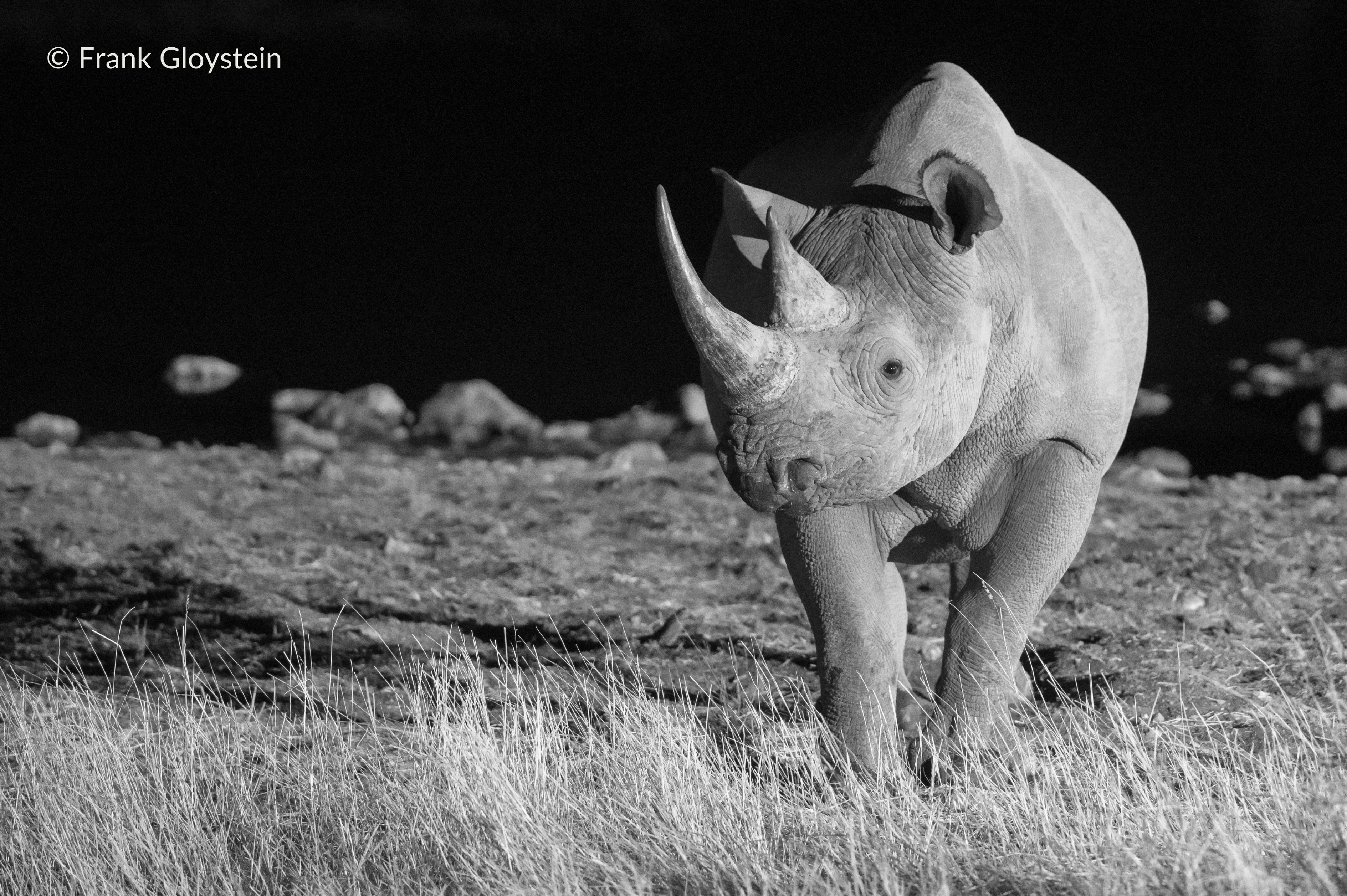 rhino at night by a watering hole