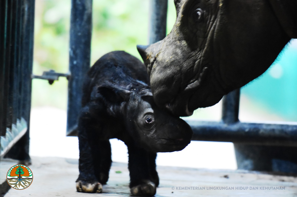 Sumatran rhino calf and mother touching heads