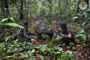 Two people in the forest with a Sumatran rhino and her calf