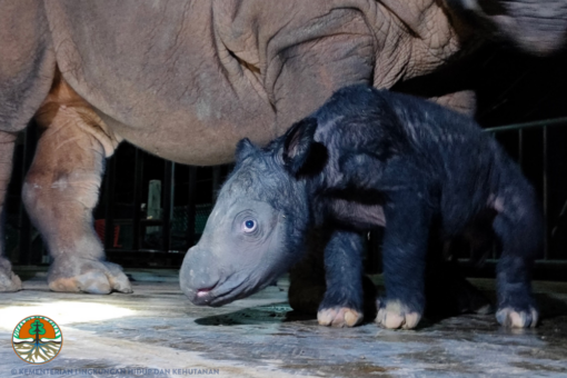 Sumatran rhino calf standing next to its mother