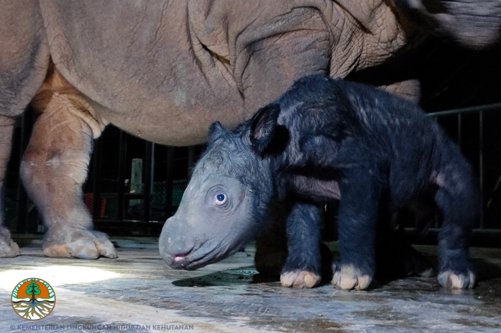 Sumatran rhino calf standing next to its mother