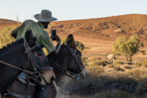 Two mules being ridden and one rider taking a photo of a rhino nearby.
