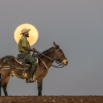 A man riding a mule with the moon shining in the background.