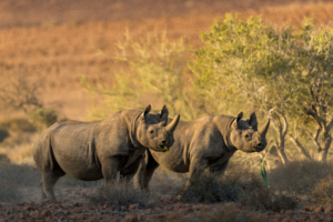 Two black rhinos looking right