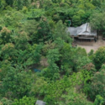 Forest habitat with a building.