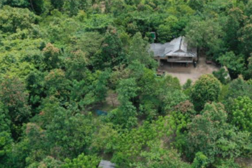 Forest habitat with a building.