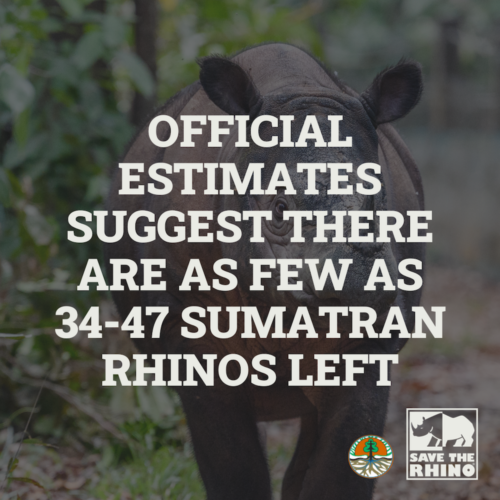 Estimate of Sumatran rhino (34-47) with background of Sumatran rhino.