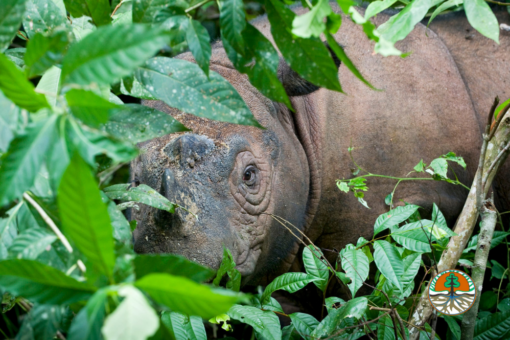 Sumatran rhino behind leaves