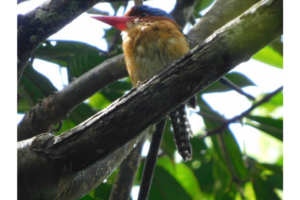 Banded King Fisher bird on a branch