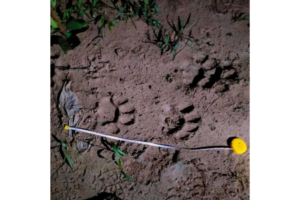 Tiger tracks in mud with a tape measure.