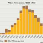 Bar chart showing the number of African rhinos poached 2006 - 2022, with a split of rhinos in South Africa vs the rest of the African continent.