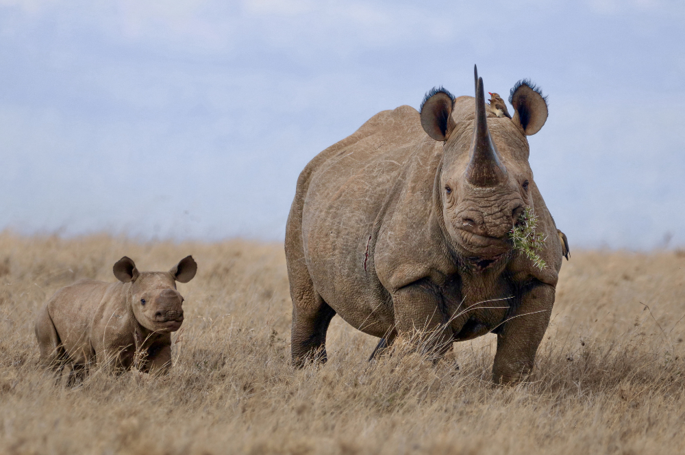A black rhino cow and calf standing in grass looking forward.