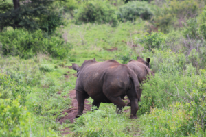 Two rhinos running into the bush.