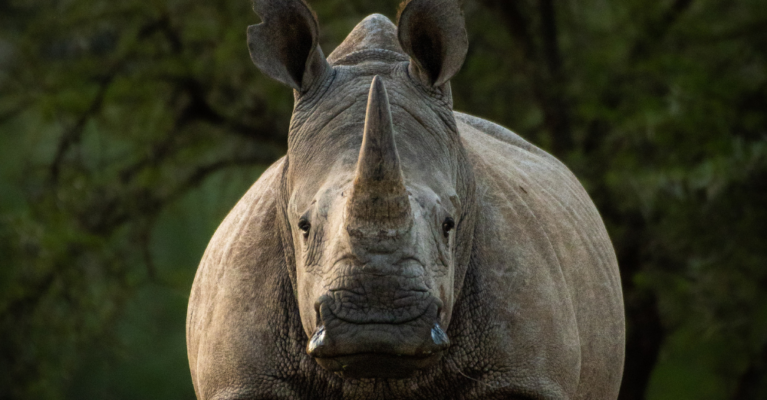 A white rhino looking forward in front of green trees.