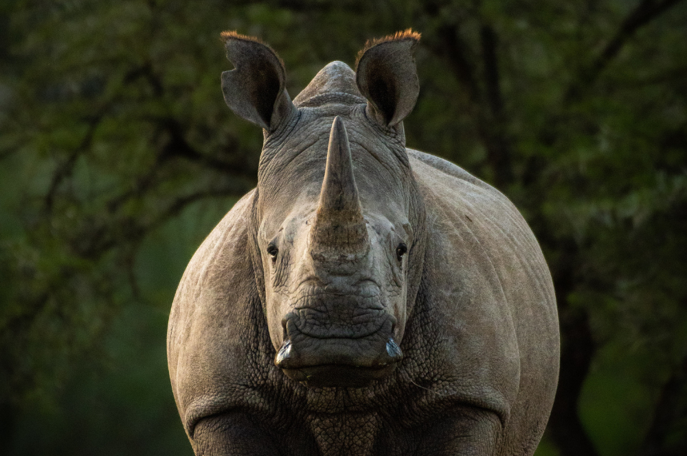 A white rhino looking forward in front of green trees.