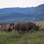 Two black rhinos standing in grass, one behind the other.