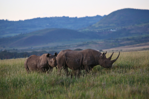 Two black rhinos standing in grass, one behind the other.