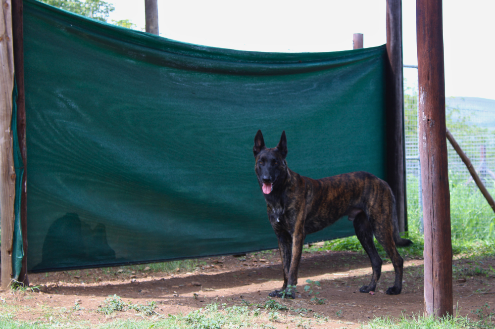 A dog in front of a green shelter outside.