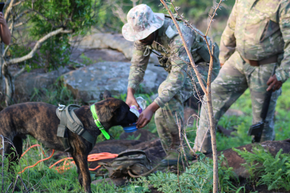 Man in camo uniform giving a dog water.