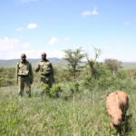 Two men in camoflage walking in a field with a baby rhino in front.