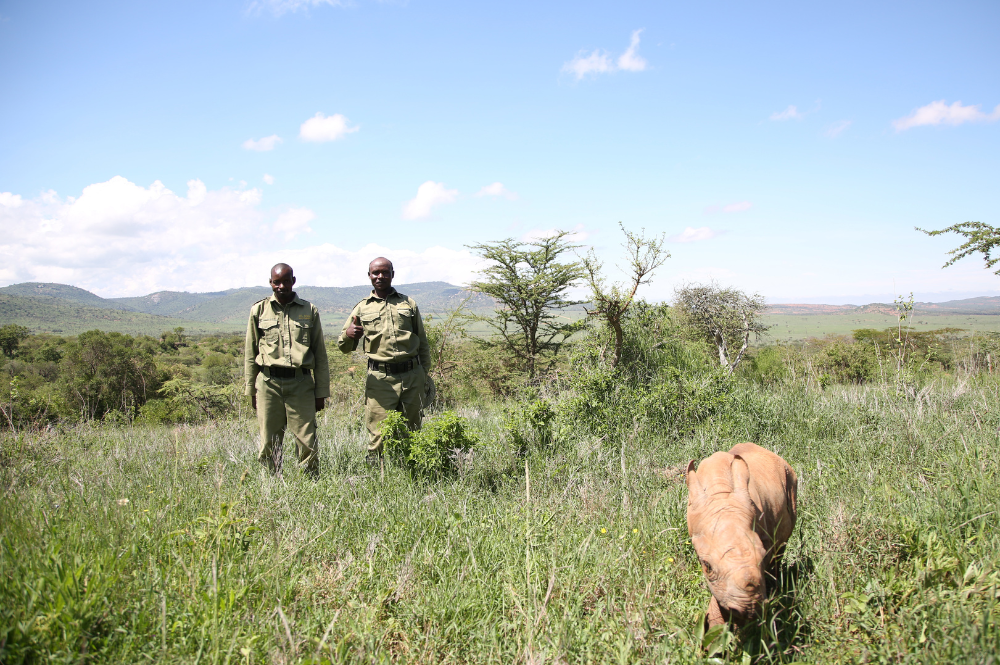 Two men in camoflage walking in a field with a baby rhino in front.
