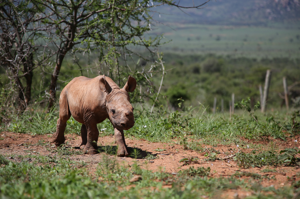 Rhino calf walking outside.