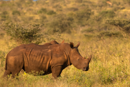 White rhino looking right standing outside.