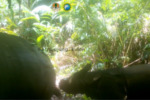 Small rhino in a forest following its mother