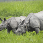 A rhino and a calf eating grass outside.